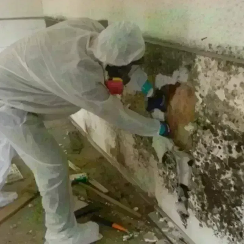 Mold Remediation and Removal in Wayne County, WV